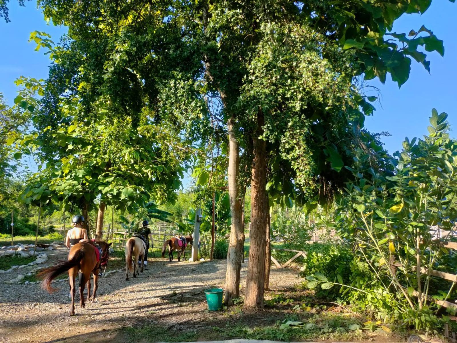 Namkhan Horses Stables Luang Prabang Buitenkant foto