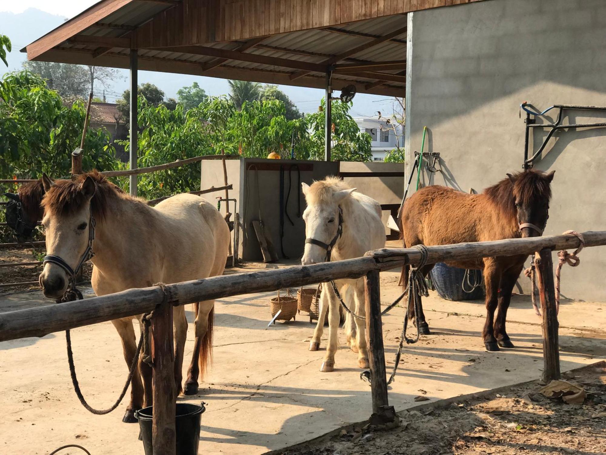 Namkhan Horses Stables Luang Prabang Buitenkant foto